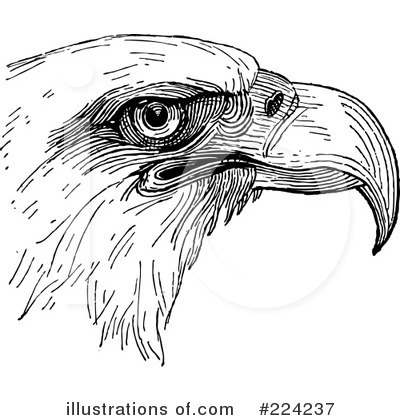 Royalty-Free (RF) Eagle Clipart Illustration by BestVector - Stock Sample #224237