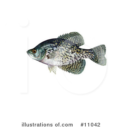 Royalty-Free (RF) Fish Clipart Illustration by JVPD - Stock Sample #11042