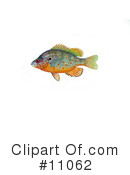 Fish Clipart #11062 by JVPD
