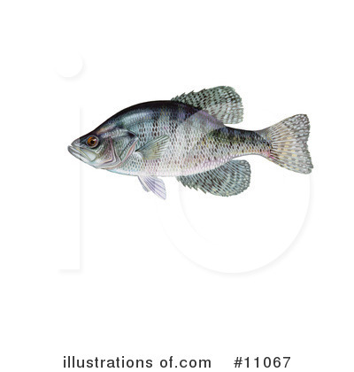 Royalty-Free (RF) Fish Clipart Illustration by JVPD - Stock Sample #11067