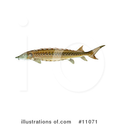 Royalty-Free (RF) Fish Clipart Illustration by JVPD - Stock Sample #11071