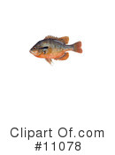 Fish Clipart #11078 by JVPD