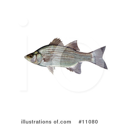 Royalty-Free (RF) Fish Clipart Illustration by JVPD - Stock Sample #11080
