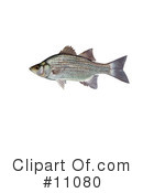 Fish Clipart #11080 by JVPD