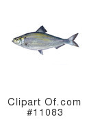 Fish Clipart #11083 by JVPD