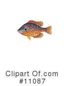 Fish Clipart #11087 by JVPD