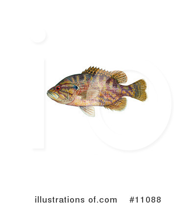 Royalty-Free (RF) Fish Clipart Illustration by JVPD - Stock Sample #11088