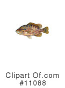 Fish Clipart #11088 by JVPD