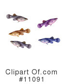 Fish Clipart #11091 by JVPD