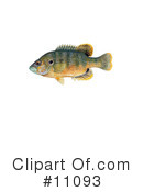Fish Clipart #11093 by JVPD