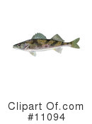 Fish Clipart #11094 by JVPD