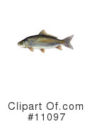 Fish Clipart #11097 by JVPD