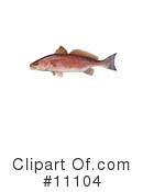 Fish Clipart #11104 by JVPD