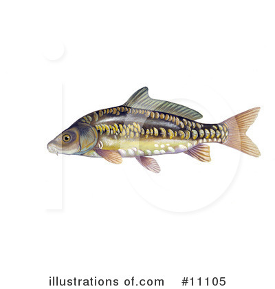Fish Clipart #11105 by JVPD