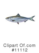 Fish Clipart #11112 by JVPD