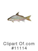 Fish Clipart #11114 by JVPD