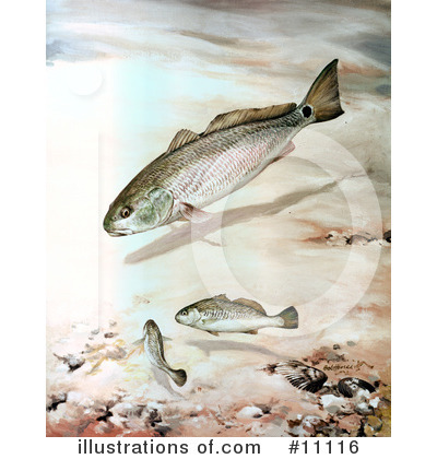 Bass Fish Clipart #11116 by JVPD