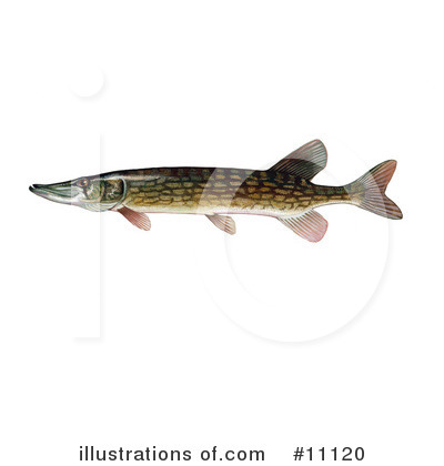 Royalty-Free (RF) Fish Clipart Illustration by JVPD - Stock Sample #11120