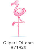 Flamingo Clipart #71420 by Snowy