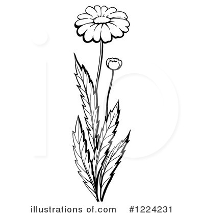 Daisies Clipart #1224231 by Picsburg