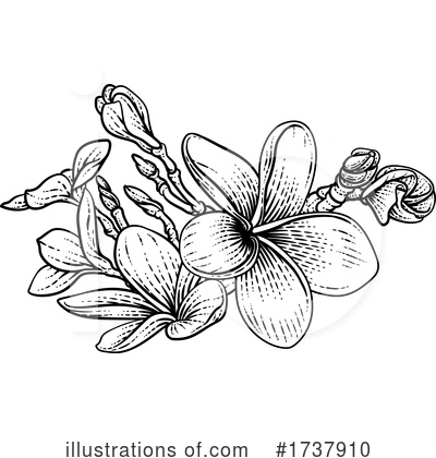 Plumeria Clipart #1737910 by AtStockIllustration