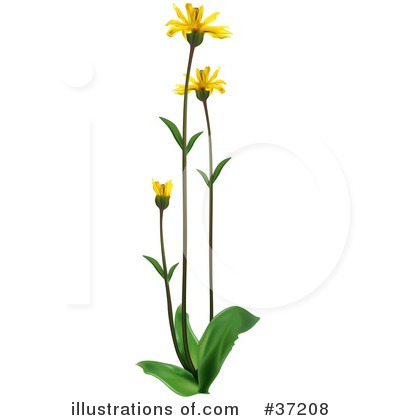 Royalty-Free (RF) Flowers Clipart Illustration by dero - Stock Sample #37208