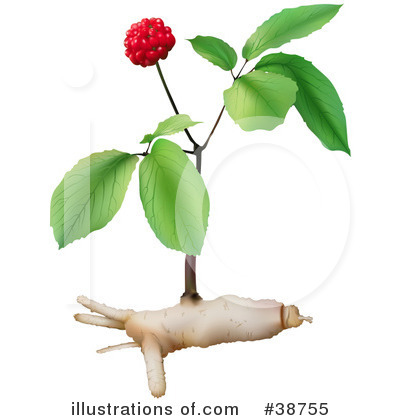 Ginseng Clipart #38755 by dero
