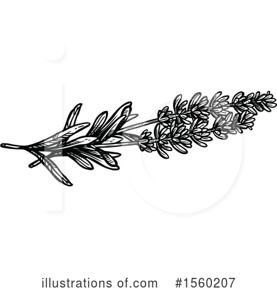 Lavender Clipart #1560207 by Vector Tradition SM