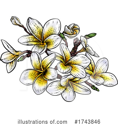 Plumeria Clipart #1743846 by AtStockIllustration