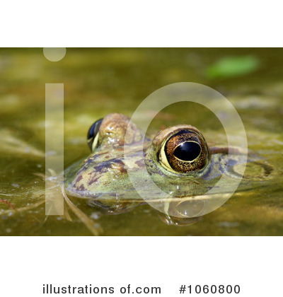 Royalty-Free (RF) Frog Clipart Illustration by Kenny G Adams - Stock Sample #1060800