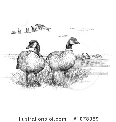 Royalty-Free (RF) Geese Clipart Illustration by JVPD - Stock Sample #1078089