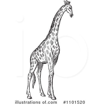 Royalty-Free (RF) Giraffe Clipart Illustration by BestVector - Stock Sample #1101520