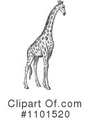 Giraffe Clipart #1101520 by BestVector