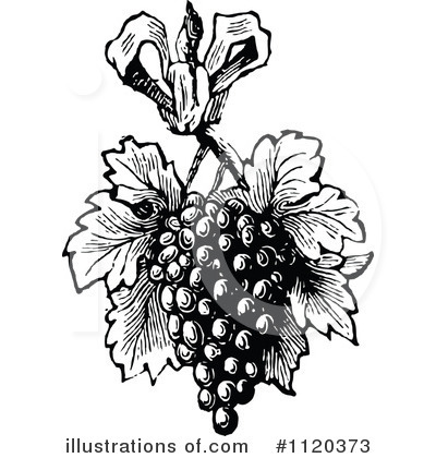 Grapes Clipart #1120373 by Prawny Vintage