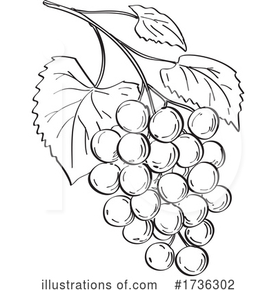 Royalty-Free (RF) Grapes Clipart Illustration by patrimonio - Stock Sample #1736302