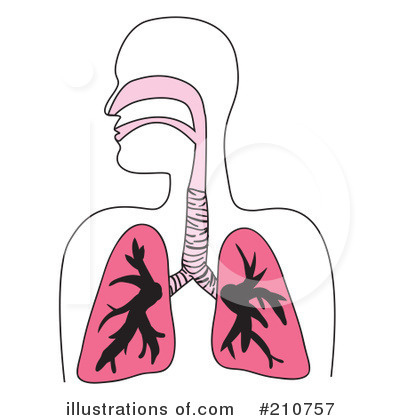 Lungs Clipart #210757 by Arena Creative