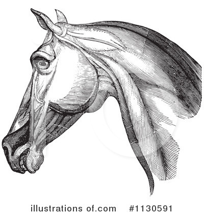 Horse Anatomy Clipart #1130591 by Picsburg