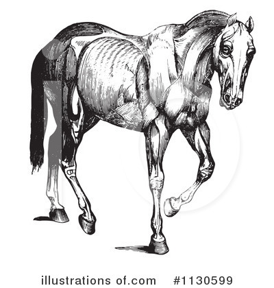 Horse Anatomy Clipart #1130599 by Picsburg