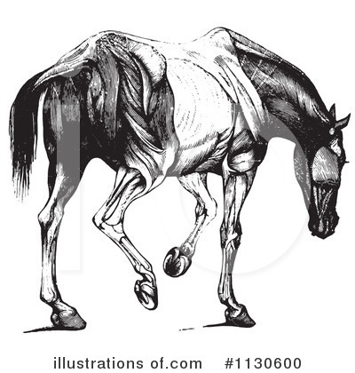 Horse Anatomy Clipart #1130600 by Picsburg