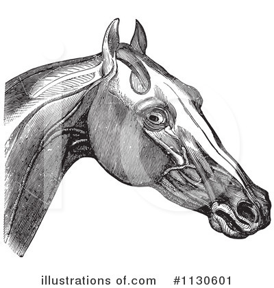 Horse Anatomy Clipart #1130601 by Picsburg