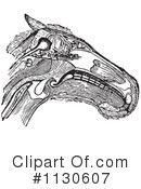 Horse Anatomy Clipart #1130607 by Picsburg