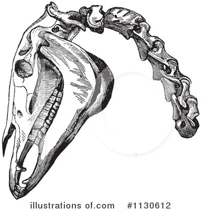 Vertebrae Clipart #1130612 by Picsburg