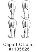 Horse Anatomy Clipart #1135826 by Picsburg