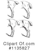 Horse Anatomy Clipart #1135827 by Picsburg