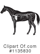 Horse Anatomy Clipart #1135830 by Picsburg