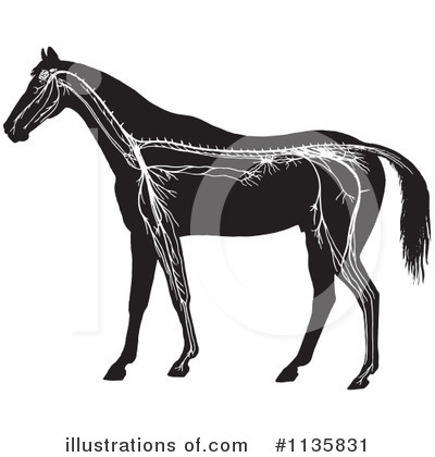 Horse Anatomy Clipart #1135831 by Picsburg