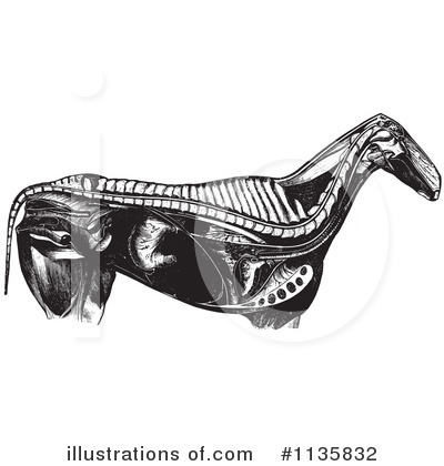 Horse Anatomy Clipart #1135832 by Picsburg