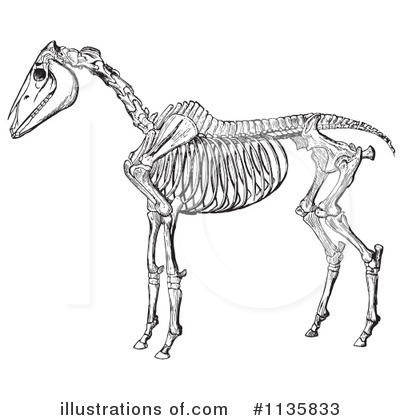 Horse Anatomy Clipart #1135833 by Picsburg