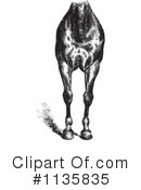 Horse Anatomy Clipart #1135835 by Picsburg