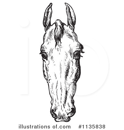 Royalty-Free (RF) Horse Anatomy Clipart Illustration by Picsburg - Stock Sample #1135838